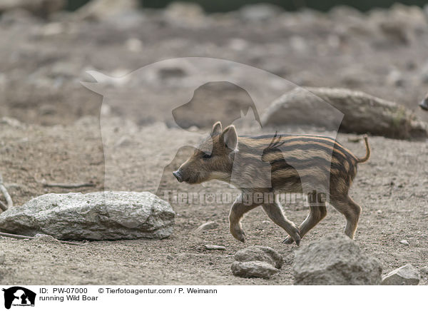 rennendes Wildschwein / running Wild Boar / PW-07000