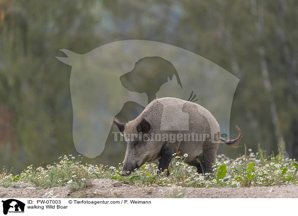 laufendes Wildschwein / walking Wild Boar / PW-07003