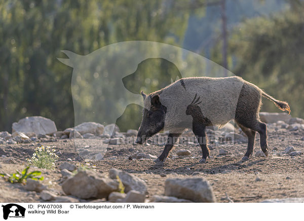 laufendes Wildschwein / walking Wild Boar / PW-07008