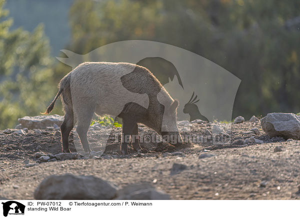 stehendes Wildschwein / standing Wild Boar / PW-07012