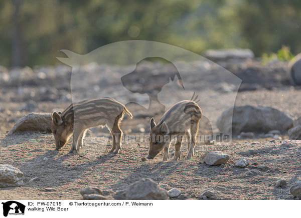 laufende Wildschweine / walking Wild Boar / PW-07015