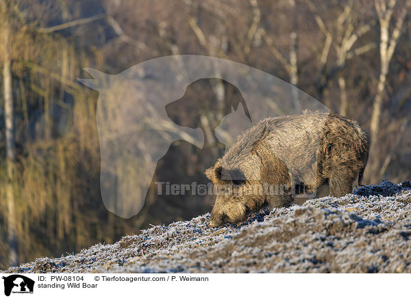 stehendes Wildschwein / standing Wild Boar / PW-08104