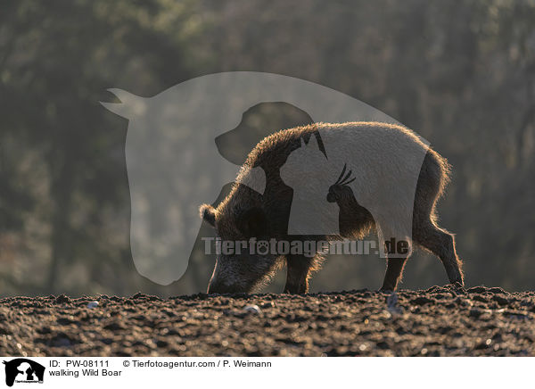 laufendes Wildschwein / walking Wild Boar / PW-08111