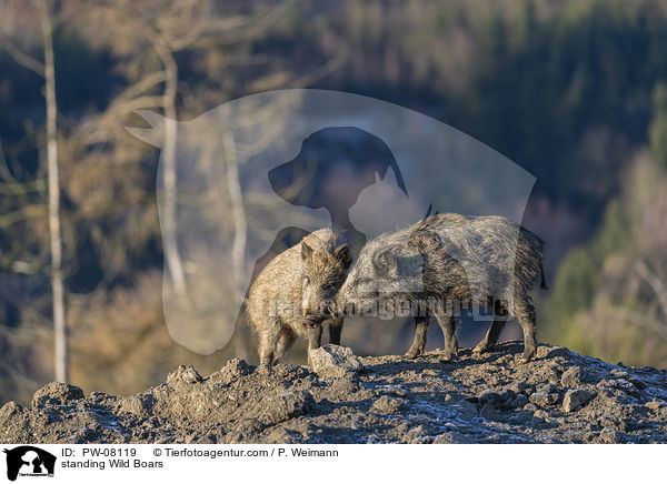 stehende Wildschweine / standing Wild Boars / PW-08119