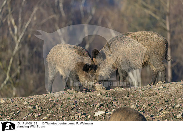 stehende Wildschweine / standing Wild Boars / PW-08122