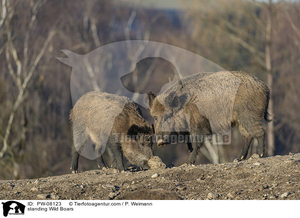 stehende Wildschweine / standing Wild Boars / PW-08123