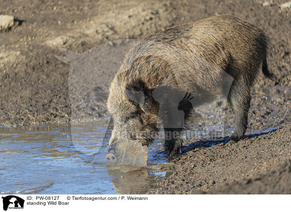 stehendes Wildschwein / standing Wild Boar / PW-08127