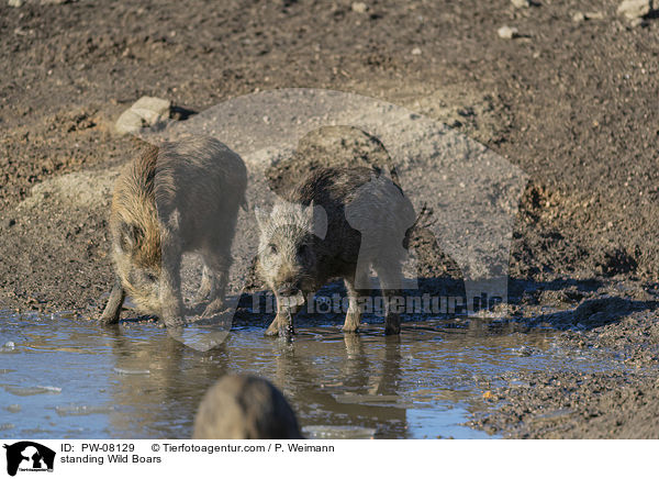 stehende Wildschweine / standing Wild Boars / PW-08129