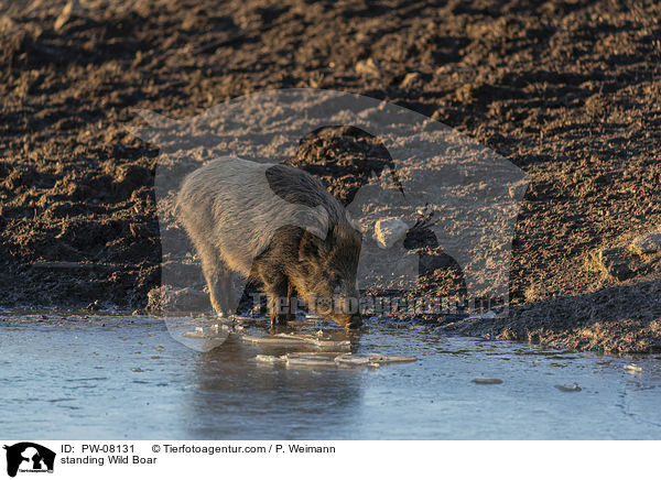 stehendes Wildschwein / standing Wild Boar / PW-08131