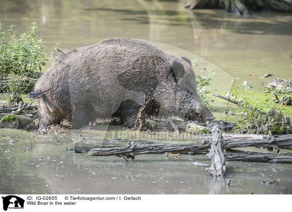 Wild Boar in the water / IG-02655