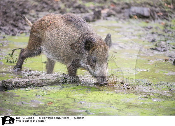 Wild Boar in the water / IG-02656