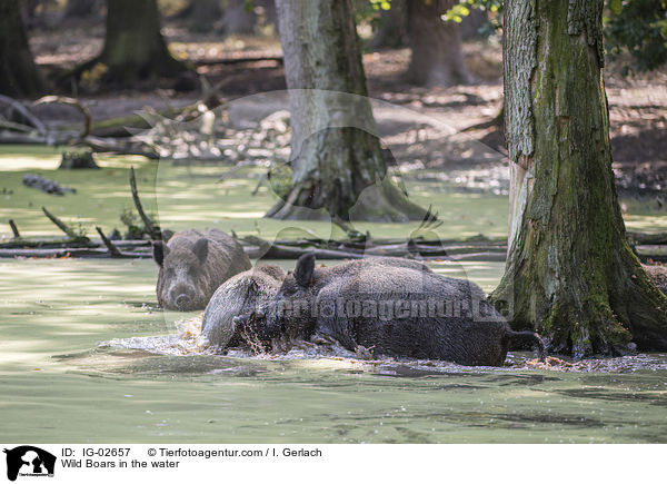 Wildschweine im Wasser / Wild Boars in the water / IG-02657