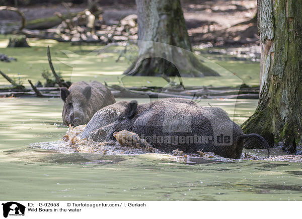 Wild Boars in the water / IG-02658