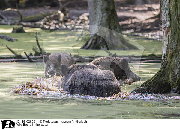 Wild Boars in the water / IG-02659