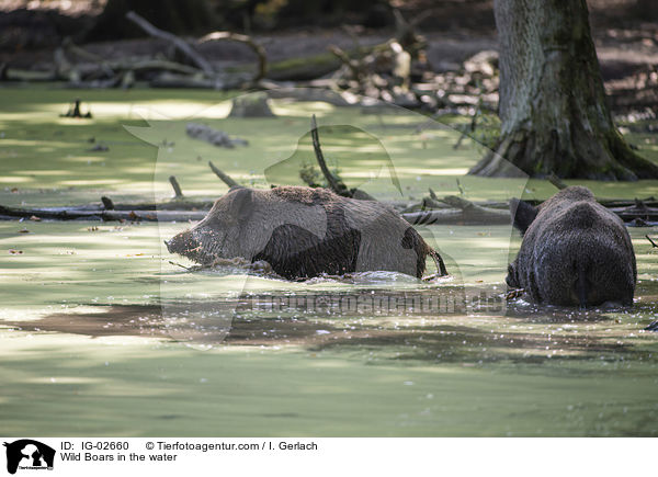 Wild Boars in the water / IG-02660