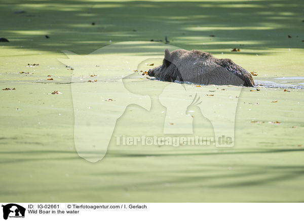 Wild Boar in the water / IG-02661