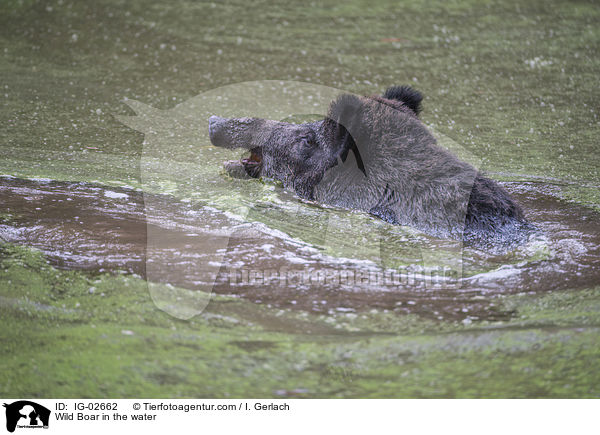 Wild Boar in the water / IG-02662