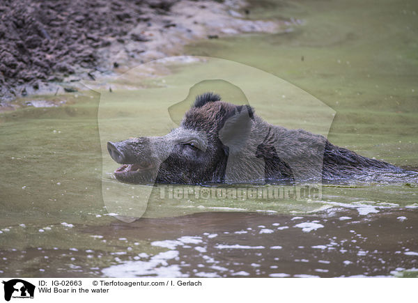 Wild Boar in the water / IG-02663