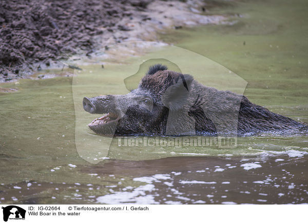 Wild Boar in the water / IG-02664