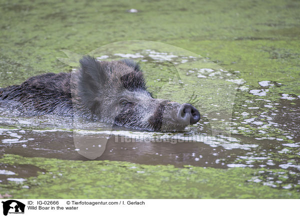 Wild Boar in the water / IG-02666