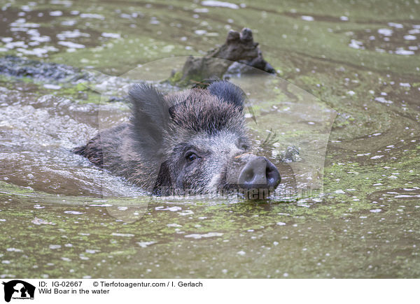 Wildschwein im Wasser / Wild Boar in the water / IG-02667