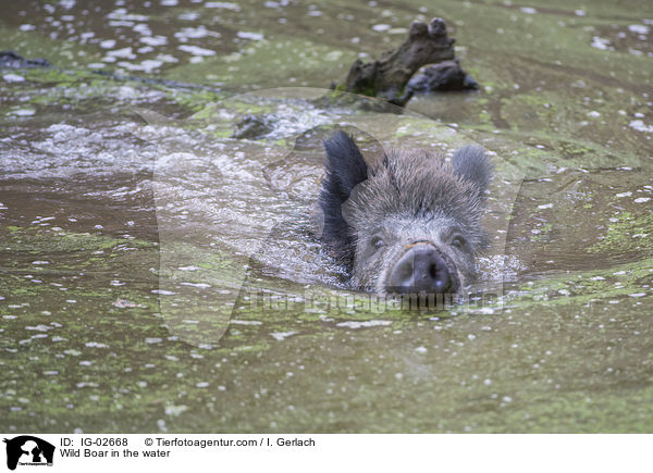 Wild Boar in the water / IG-02668