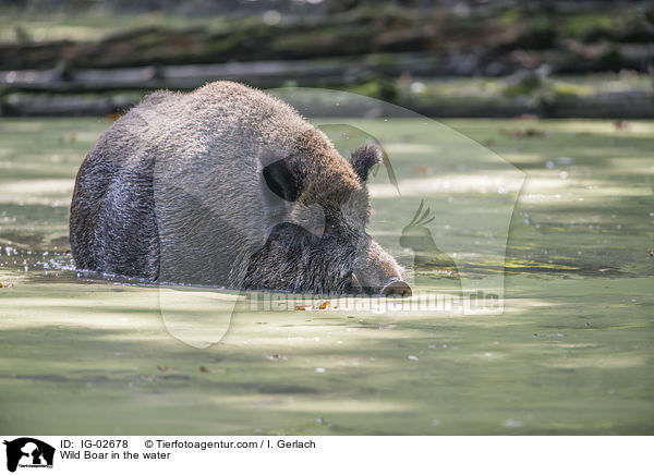 Wild Boar in the water / IG-02678
