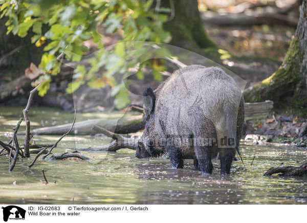 Wildschwein im Wasser / Wild Boar in the water / IG-02683