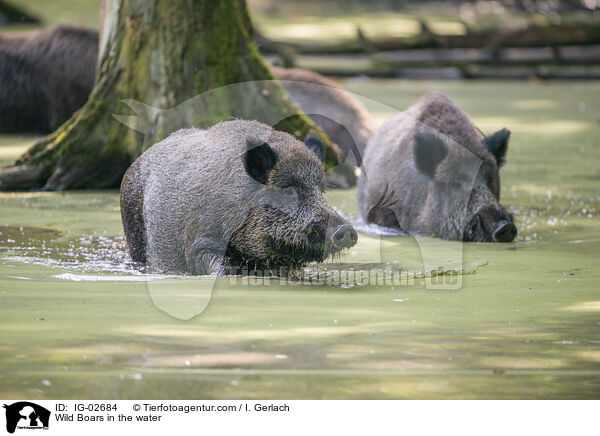 Wild Boars in the water / IG-02684