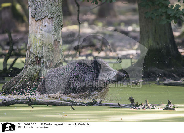 Wild Boar in the water / IG-02685