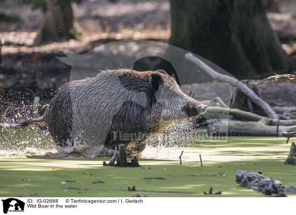 Wild Boar in the water / IG-02688