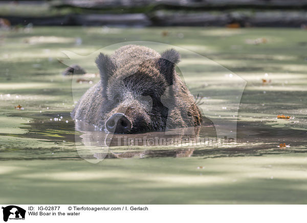 Wild Boar in the water / IG-02877