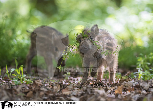 junge Wildschweine / young Wild Boars / FH-01425