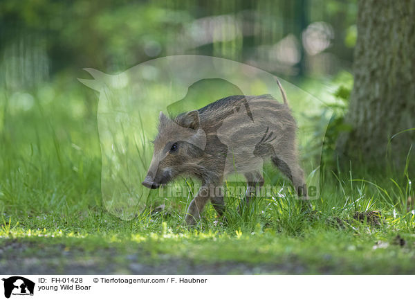 young Wild Boar / FH-01428