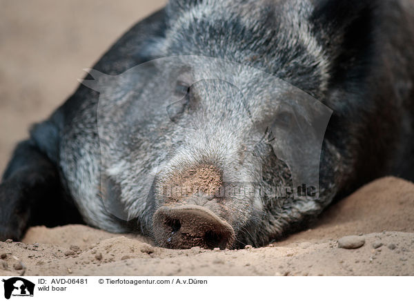 Wildschwein / wild boar / AVD-06481