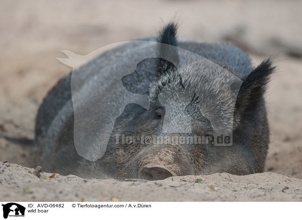 wild boar / AVD-06482