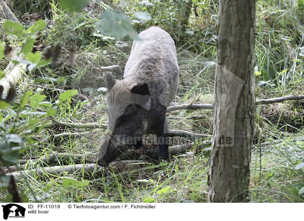 Wildschwein / wild boar / FF-11019