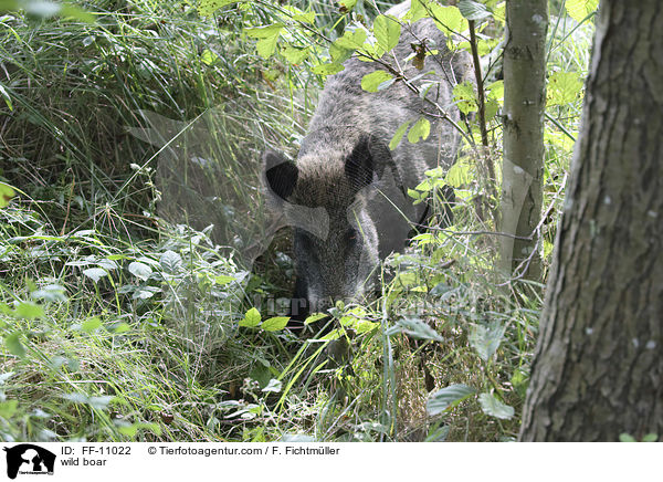 Wildschwein / wild boar / FF-11022