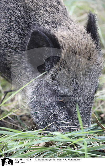 Wildschwein / wild boar / FF-11033