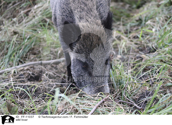 Wildschwein / wild boar / FF-11037