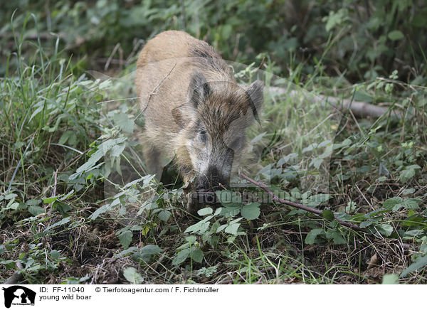 junges Wildschwein / young wild boar / FF-11040