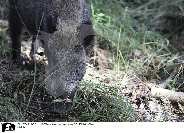 Wildschwein / wild boar / FF-11055