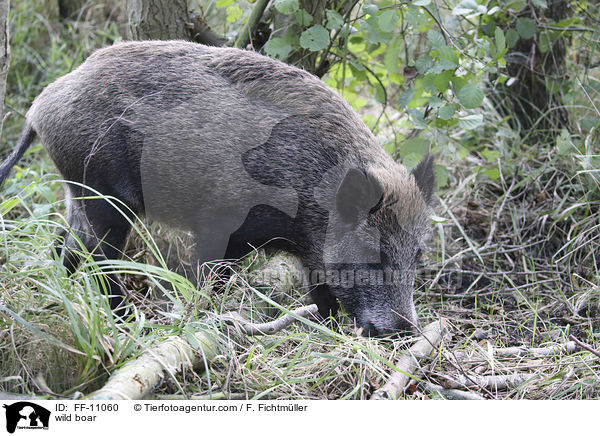 Wildschwein / wild boar / FF-11060