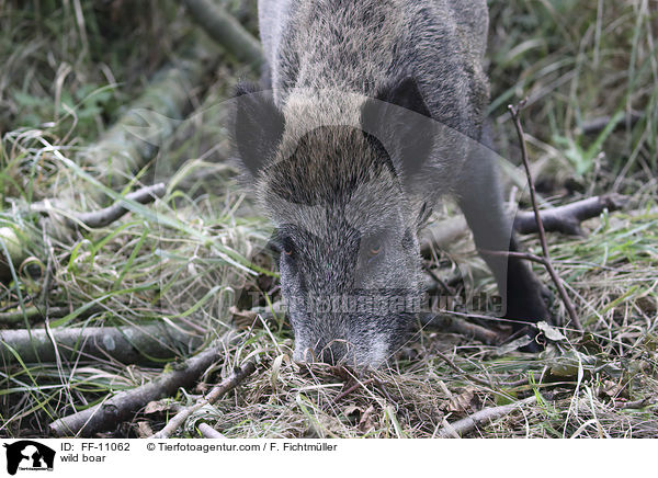 Wildschwein / wild boar / FF-11062