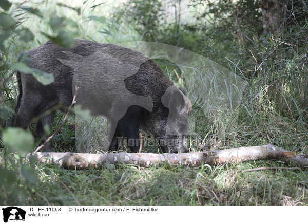 Wildschwein / wild boar / FF-11068