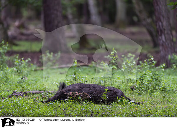 Wildschweine / wildboars / IG-03025