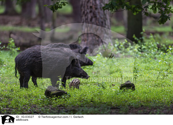 Wildschweine / wildboars / IG-03027