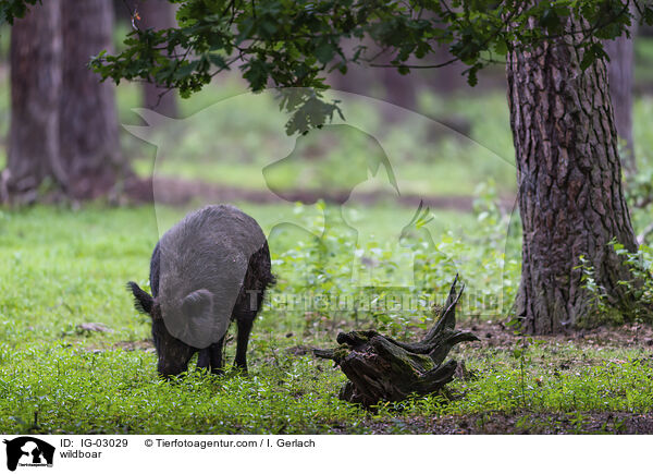 Wildschwein / wildboar / IG-03029