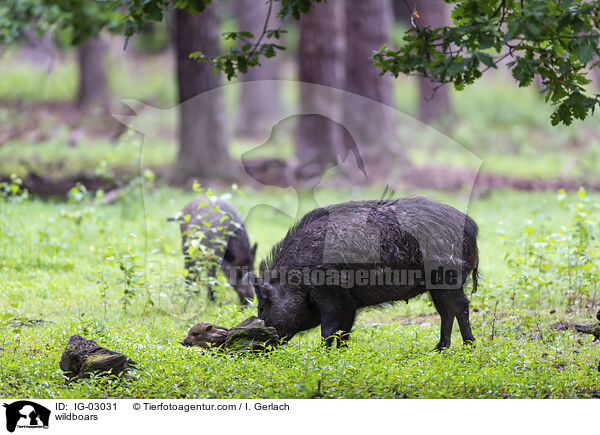 Wildschweine / wildboars / IG-03031