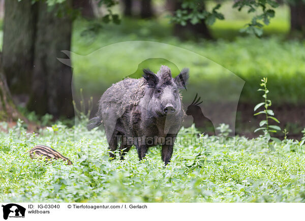 Wildschweine / wildboars / IG-03040